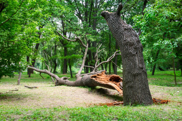 Professional Tree Care in Loxahatchee Groves, FL