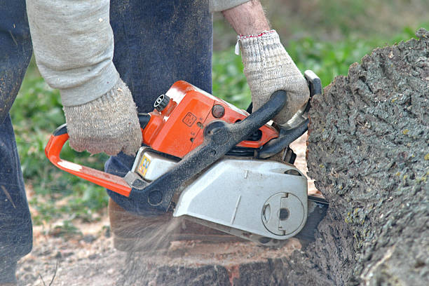 Lawn Renovation and Restoration in Loxahatchee Groves, FL