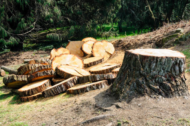 How Our Tree Care Process Works  in  Loxahatchee Groves, FL
